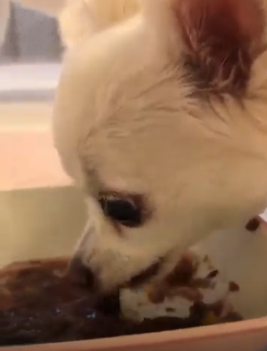 ローズちゃんの写真